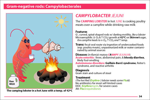 Illustrated Microbiology Memory Cards: MicroMnemonics [Cards]